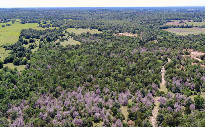 Pictures of Land property located at Co Rd 330, Milano, TX 76556 for sales - image #1