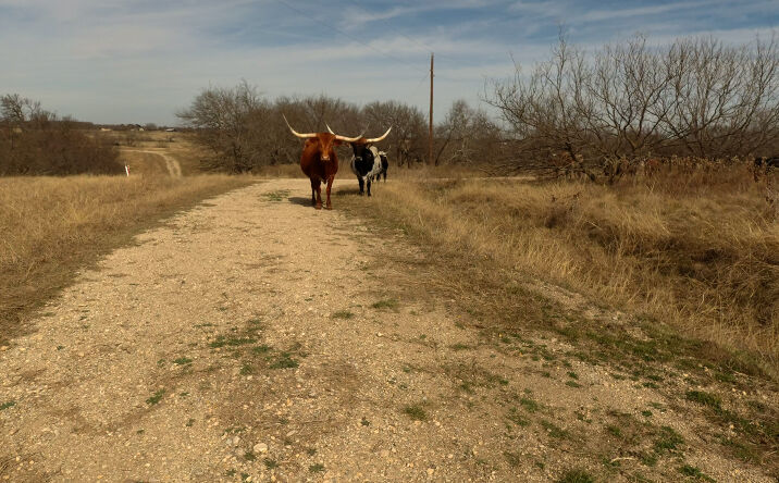 Pictures of Land property located at 363 County Road 4403, Grandview, TX 76050 for sales - image #1
