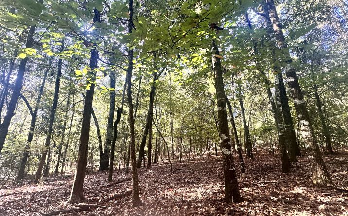 Pictures of Land property located at 0 Highway 3, Blackville, SC 29817 for sales - image #1