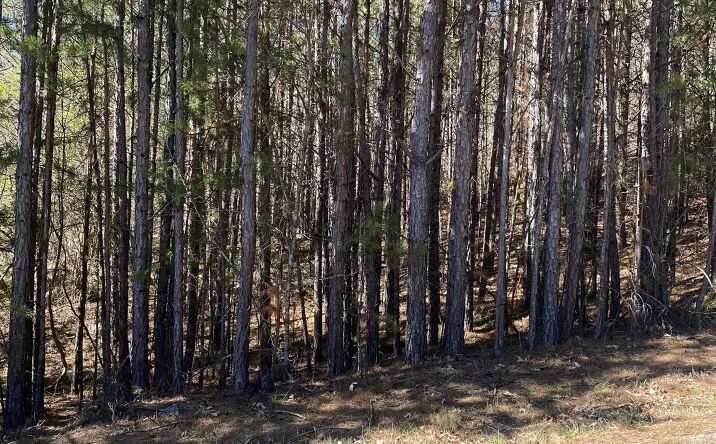 Pictures of Land property located at Alyson Ave, Fort Payne, AL 35968 for sales - image #1