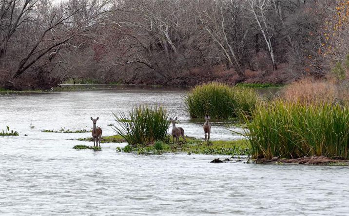 Pictures of Land property located at 256 Greasy Bend Rd, Smithville, TX 78957 for sales - image #1