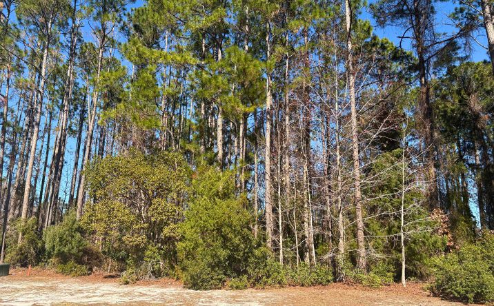 Pictures of Land property located at Bluebird Ct, St. Marys, GA 31558 for sales - image #1