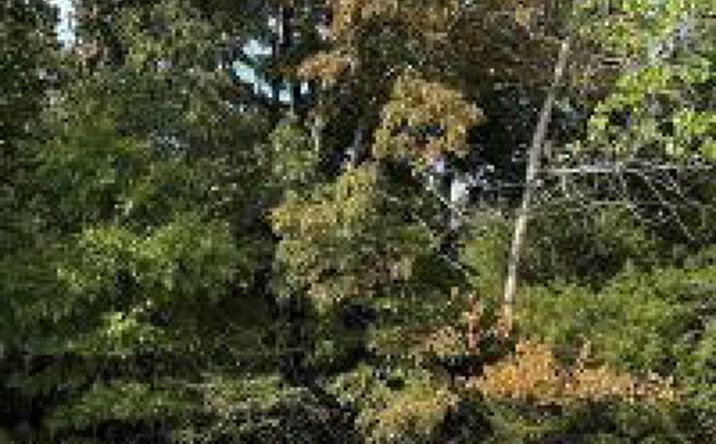 Pictures of Land property located at 35 Brownwood Ct, Poplar Bluff, MO 63901 for sales - image #1