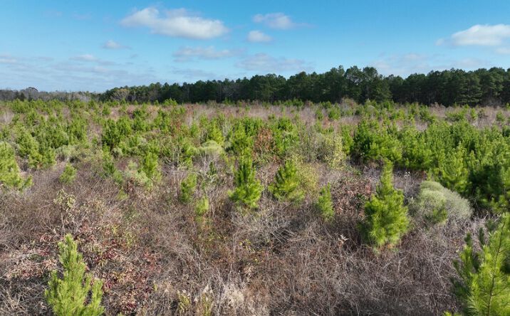 Pictures of Land property located at 33.01 ac CR 4231, Atlanta, TX 75551 for sales - image #1