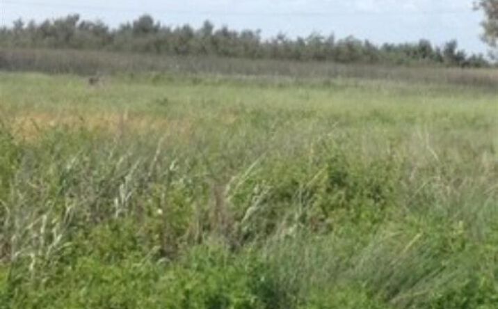 Pictures of Land property located at 0 Kathy Drive, Cameron, LA 70631 for sales - image #1