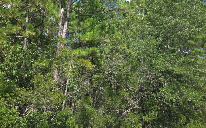 Pictures of Land property located at Magnolia Plantation, White Oak, GA 31568 for sales - image #1