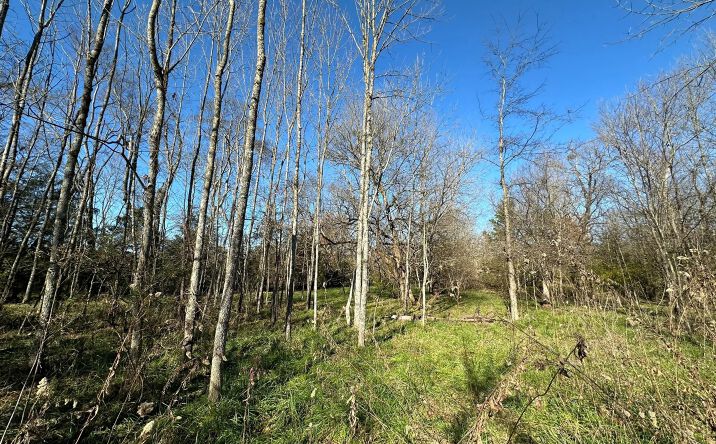 Pictures of Land property located at 000 Co Rd 131, Town Creek, AL 35672 for sales - image #1