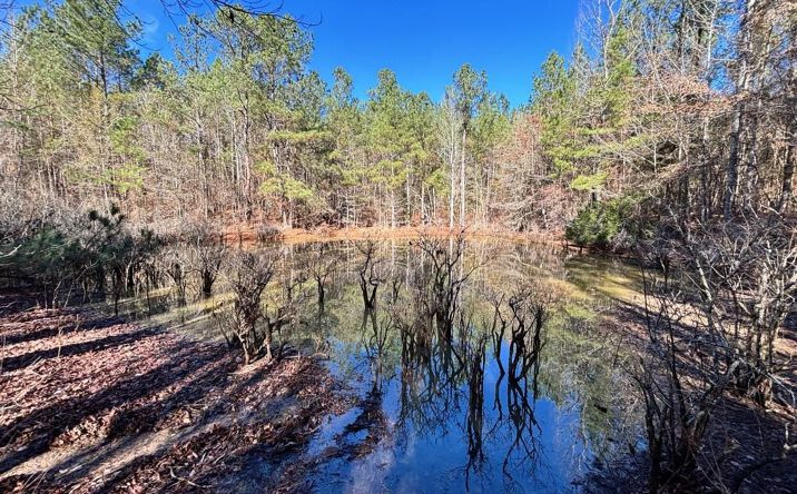 Pictures of Land property located at 00 Wiggins Loop Rd, Carthage, MS 39051 for sales - image #1