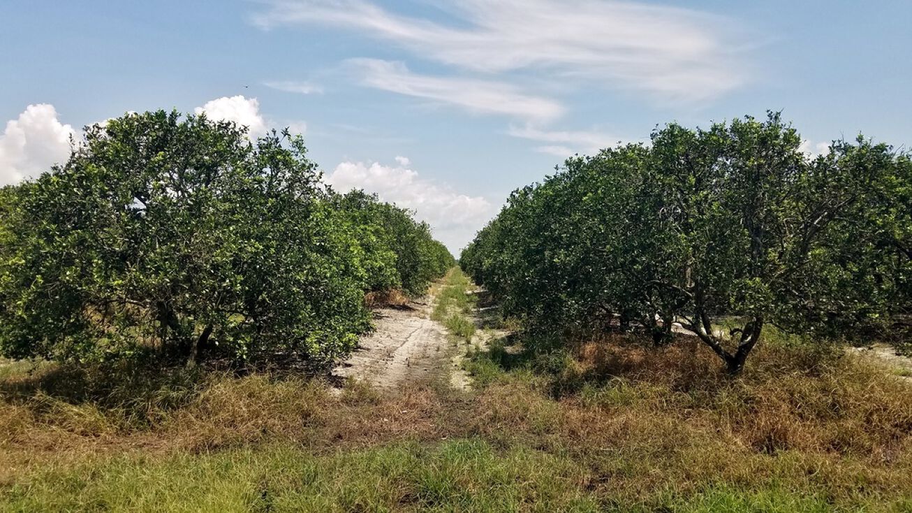 Mineral Branch Road, Zolfo Springs, FL 33890 Land for Sale 380 Acre