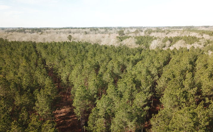 Pictures of Land property located at Countree Road, Zwolle, LA 71486-2798 for sales - image #1