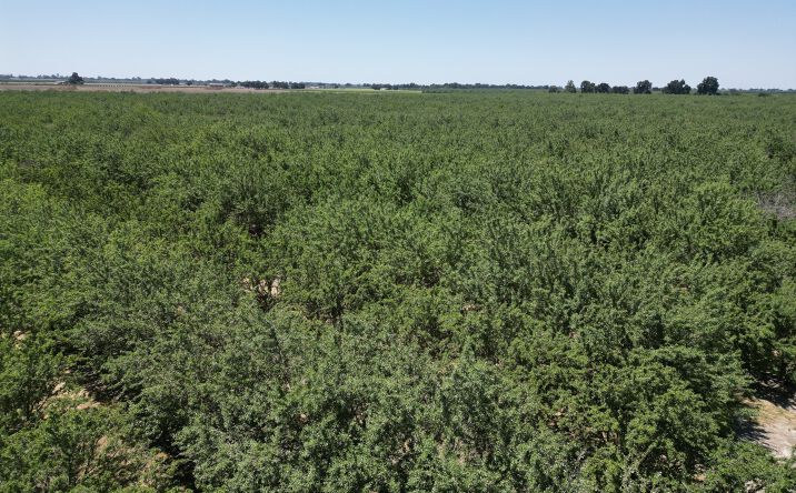 Pictures of Land property located at 8350 17 1/2 Ave., Lemoore, CA 93245 for sales - image #1