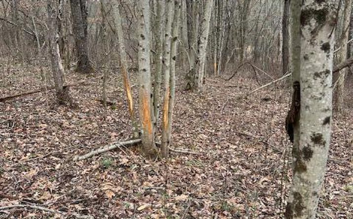 Pictures of Land, Mixed Use property located at County Road 80, Coshocton, OH 43812 for sales - image #1