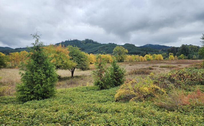 Pictures of Land property located at 19326 Alsea Highway, Alsea, OR 97324 for sales - image #1