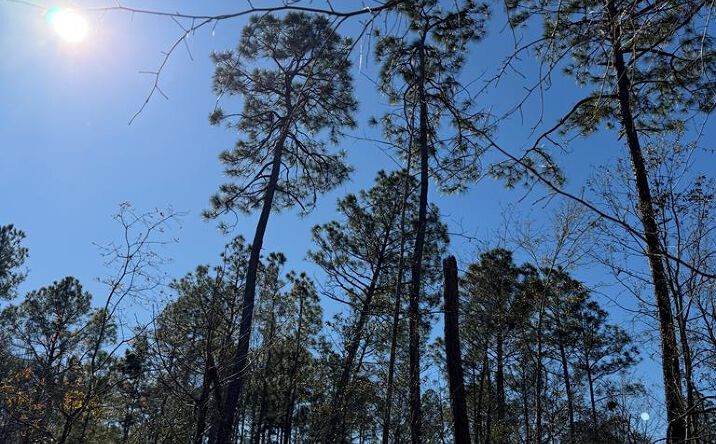 image of property at 636 ALLEN ROAD Lakeland GA 31641