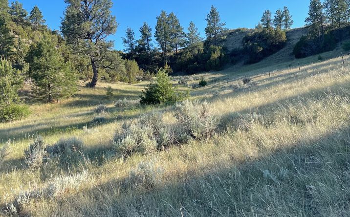 Pictures of Land property located at Gribben Road, Custer, MT 59024 for sales - image #1