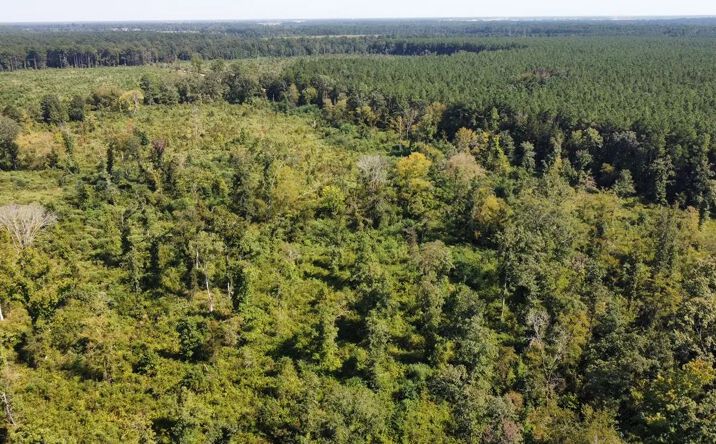 Pictures of Land property located at Milton White Road, 49429, LA 71220 for sales - image #1