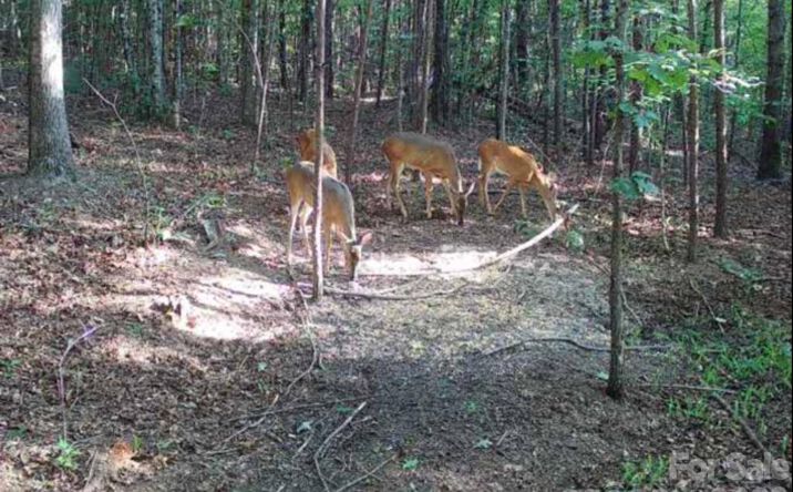 Pictures of Land property located at V/L Southern Way, Nebo, NC 28761 for sales - image #1
