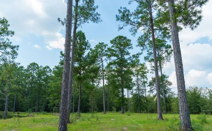 Pictures of Land property located at 1182 Jacksonville Hwy, 27948, GA 31750 for sales - image #1