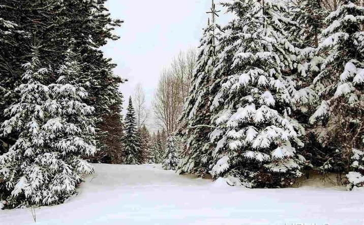 Pictures of Land property located at 15169 Bellaire Street, Baraga, MI 49908 for sales - image #1