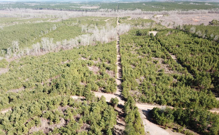 Pictures of Land property located at Hwy 517, Gibsland, LA 71028 for sales - image #1