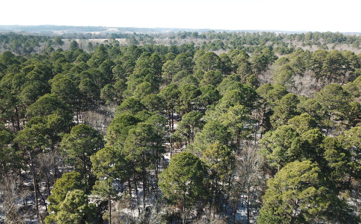 Pictures of Land property located at County Rd 3147, Tyler, TX 75706 for sales - image #1