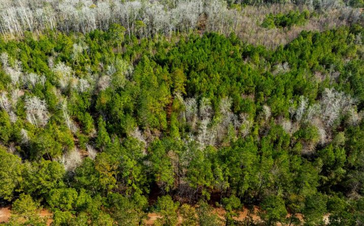 Pictures of Land property located at Riggs Mill Ln, Statesboro, GA 30458 for sales - image #1