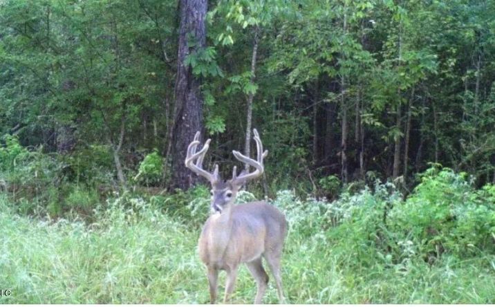 Pictures of Land property located at Highway 28, 69657, MS 39083 for sales - image #1