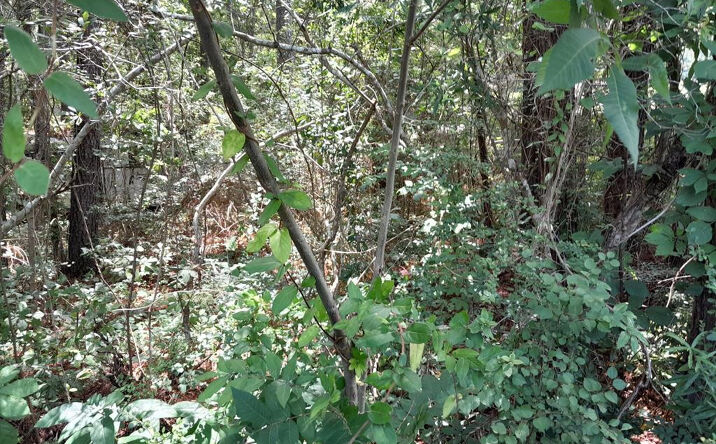 Pictures of Land, Multifamily property located at 110 Baron Drive, Cross, SC 29436 for sales - image #1