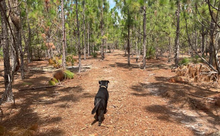 Pictures of Land, Special Purpose property located at Ppf 6 Payne Pond Road #Ppf 6, Kershaw, SC 29067 for sales - image #1