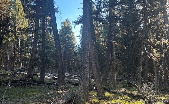Pictures of Land property located at 1274 Grandview Drive, Seeley Lake, MT 59868 for sales - image #1