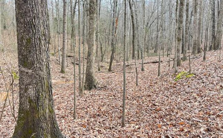 Pictures of Land property located at Baudy James Road, Cedar Grove, TN 38321 for sales - image #1