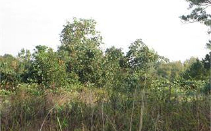 Pictures of Land property located at 793 S 225 Highway, Chatsworth, GA 30705 for sales - image #1