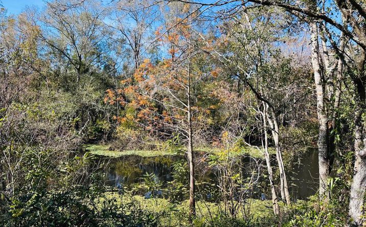 Pictures of Land property located at 2180 NE Hwy 317, Old Town, FL 32680 for sales - image #1