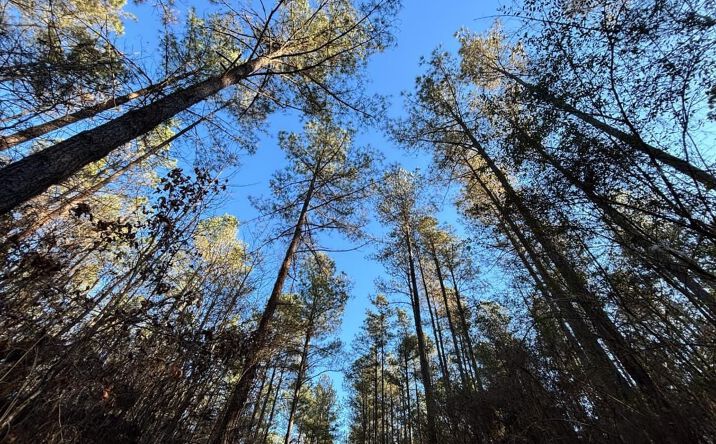 Pictures of Land property located at 00 Hwy 482, Philadelphia, MS 39350 for sales - image #1