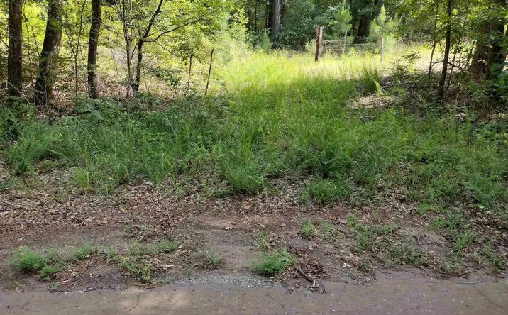 Pictures of Land property located at TBD Willow Point Marina Rd, Lone Star, TX 75668 for sales - image #1