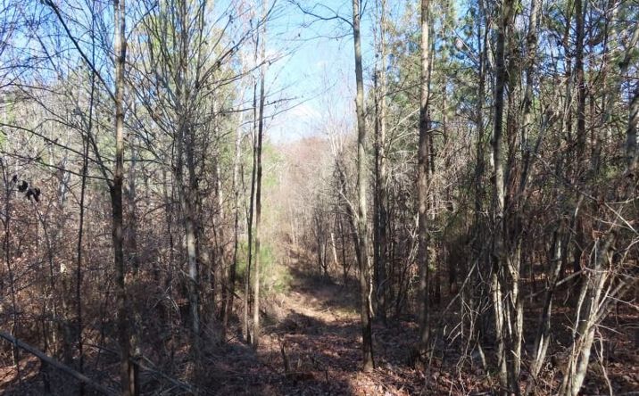 Pictures of Land property located at Cook Road, Ridgeway, SC 29130 for sales - image #1