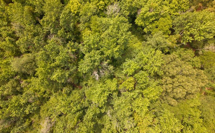Pictures of Land property located at 3 Cannaday Flat Road, Hector, AR 72843 for sales - image #1