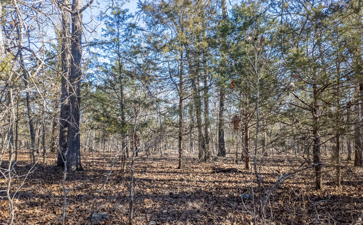 Pictures of Land property located at 000 Tuska Drive, Ash Flat, AR 72513 for sales - image #1