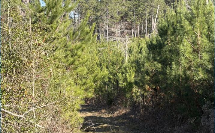 Pictures of Land property located at Delancey Road, 69640, MS 39044 for sales - image #1
