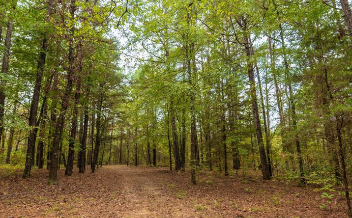 Pictures of Land property located at 875 Ripley 142E-38, Naylor, MO 63953 for sales - image #1