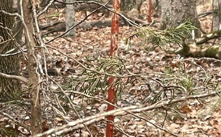 Pictures of Land property located at Cr-206, Eureka Springs, AR 72632 for sales - image #1