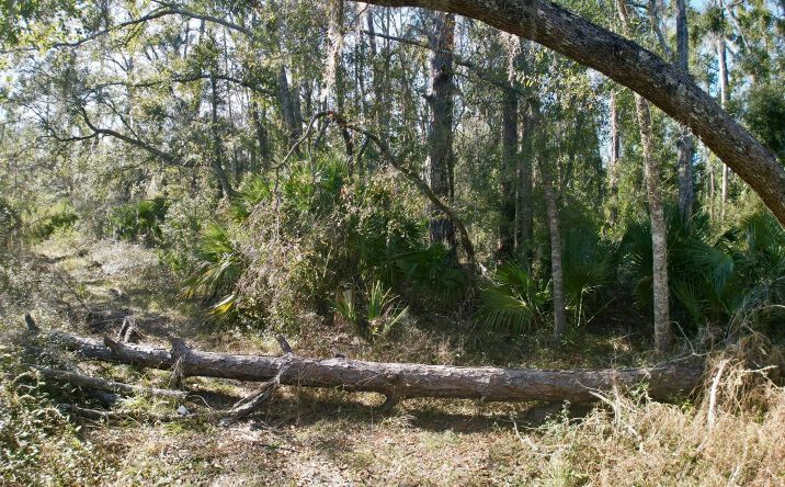 Pictures of Land property located at TBD Julia St W, Perry, FL 32348 for sales - image #1