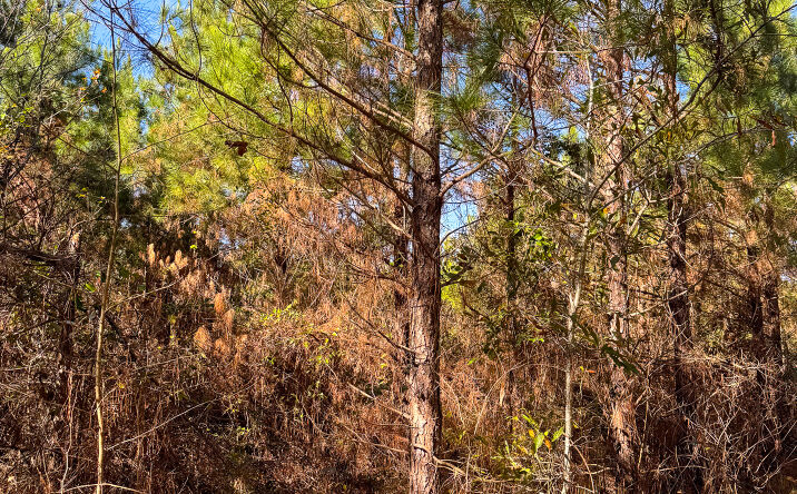 Pictures of Land property located at Hempstead 48 Rd, Hempstead, AR 11550 for sales - image #1