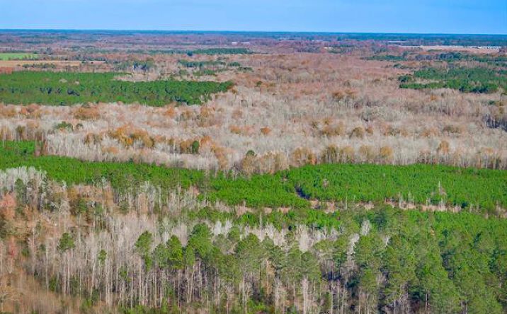 Pictures of Land property located at 0 McKays Bridge Rd, Dillon, SC 29536 for sales - image #1