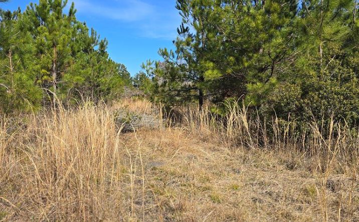 Pictures of Land property located at Fender Rd, Naylor, GA 31641 for sales - image #1
