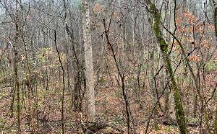 Pictures of Land property located at Lot 7 Butler Rd, Decatur, TN 37322 for sales - image #1