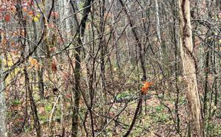 Pictures of Land property located at Lot 8 Butler Rd, Decatur, TN 37322 for sales - image #1