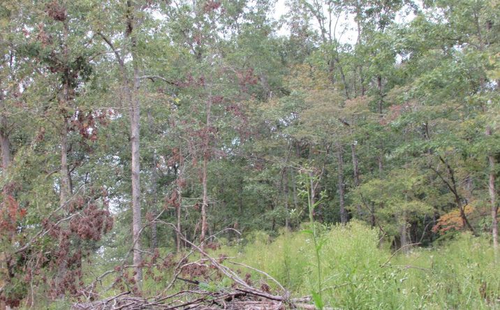 Pictures of Land property located at Tbd County Road 553a, Gainesville, MO 65655 for sales - image #1