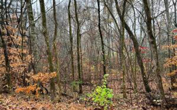 Pictures of Land property located at Lot 6 Butler Rd, Decatur, TN 37322 for sales - image #1