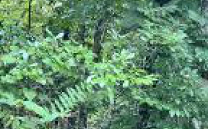Pictures of Land property located at Wiley Prigmore Ln, Decatur, TN 37322 for sales - image #1